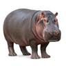 hippo