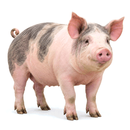 hog