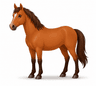 horse