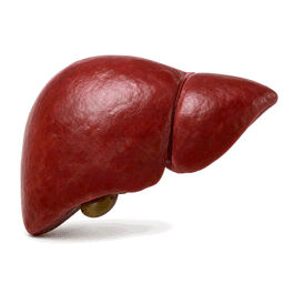 liver