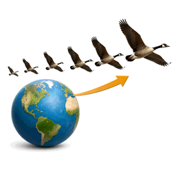 migration