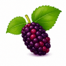 Mulberry