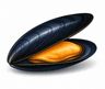 Mussel