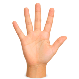 palm