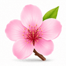 Peach blossom