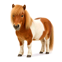 pony