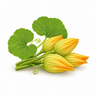 Pumpkin buds