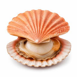 scallop