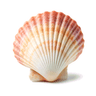 Seashell