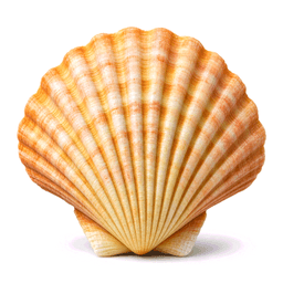 shell