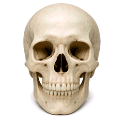skull