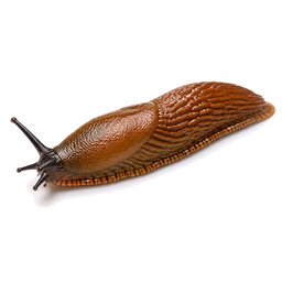 slug