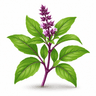 Thai Basil