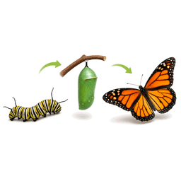 transform