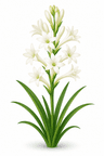 Tuberose