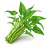 Water Spinach