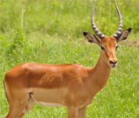 antelope