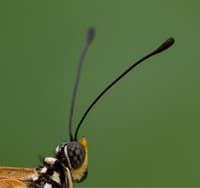 antennae