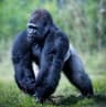 ape