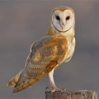 barn owl