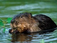 beaver