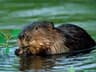 beaver