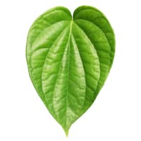 betel leaf