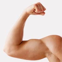 biceps