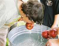 bobbing for apples