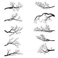 branches
