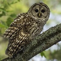brown owl