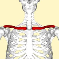 clavicle
