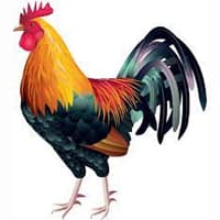 cock
