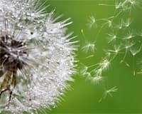 dandelion fuzz