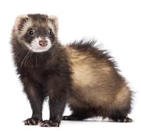 ferret