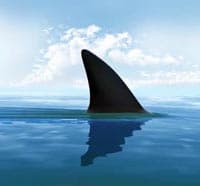 fin-shaped