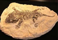 fossil