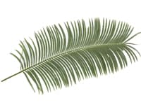 frond