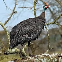 guineafowl