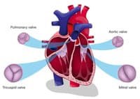 heart valves