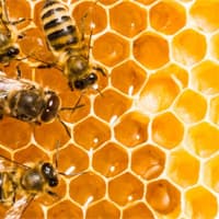 honeycomb