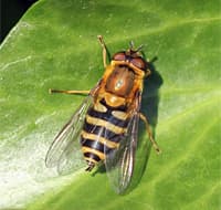 hoverfly