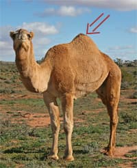 hump