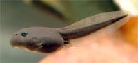 larva