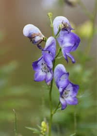 Monkshood