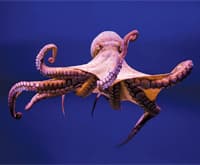 octopus