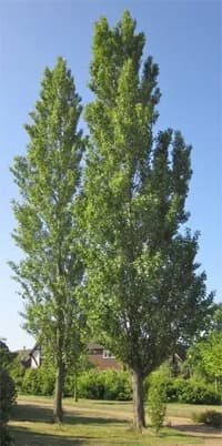 poplar (tree)