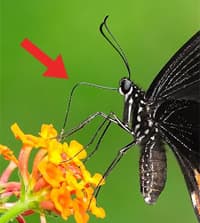 proboscis
