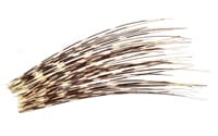 quills