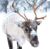 reindeer